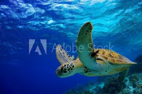 Green Sea Turtle swimming along tropical reef  Zwierzęta Fototapeta