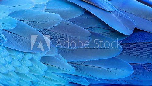 Blue and gold macaw feathers.  Zwierzęta Fototapeta