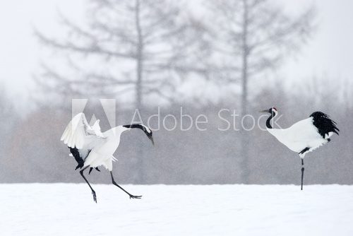 Two Red-crowned Cranes in courtship.  Zwierzęta Fototapeta
