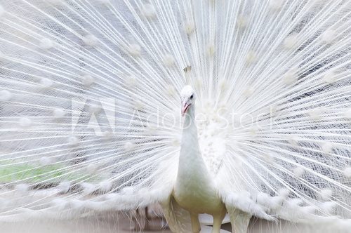 White peacock  Zwierzęta Fototapeta
