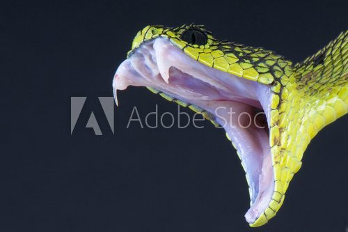 Biting snake  Zwierzęta Fototapeta