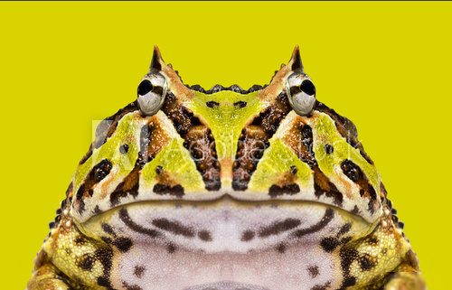 Close-up of an Argentine Horned Frog facing, Ceratophrys ornata  Zwierzęta Fototapeta