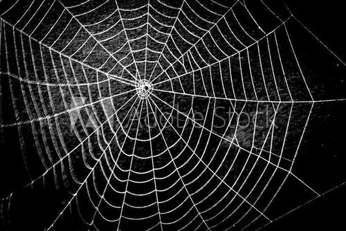 pretty scary frightening spider web for halloween  Zwierzęta Fototapeta