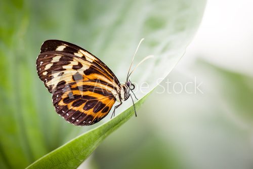 butterfly  Motyle Fototapeta