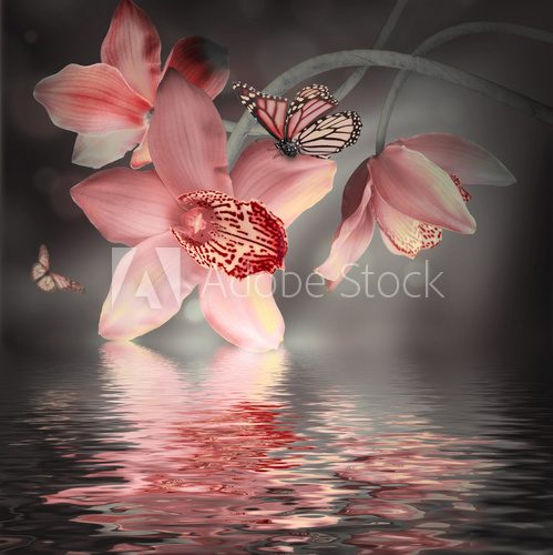 Orchids with a butterfly on the coloured background  Motyle Fototapeta
