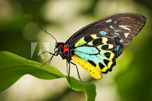 Birdwing butterfly  Motyle Fototapeta