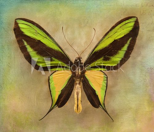 Vintage background with butterfly  Motyle Fototapeta