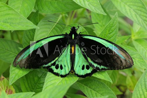 Green butterfly on leaves  Motyle Fototapeta