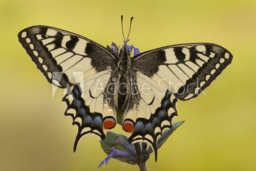 macaone  Motyle Fototapeta