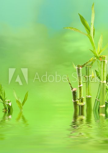 lucky bamboo aquatique  Orientalne Fototapeta