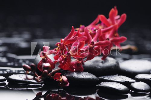 Czerwona orchidea, czarne kamienie Fototapety do Łazienki Fototapeta