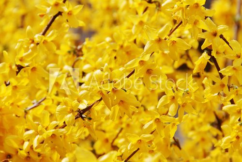 Forsycja. Żółta magia. Kwiaty Fototapeta