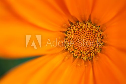 Słoneczna chryzantema Kwiaty Fototapeta