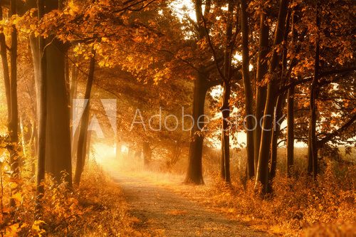 Wanderweg in goldener Herbstsonne und Nebel  Las Fototapeta
