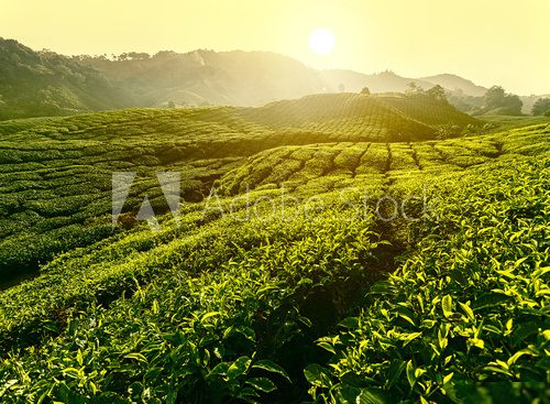 Sunset at tea plantation landscape, Cameron Highlands, Malaysia  Krajobraz Fototapeta