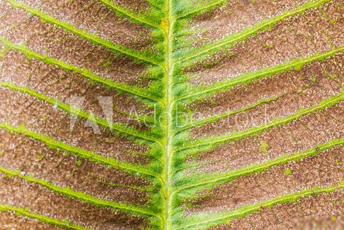 Dry leaf texture  Tekstury Fototapeta