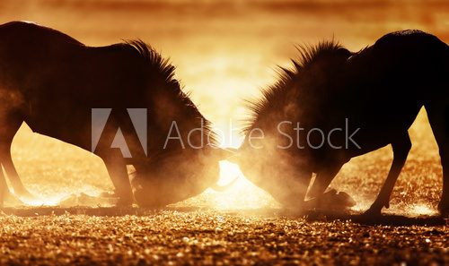 Blue wildebeest dual in dust  Zwierzęta Fototapeta