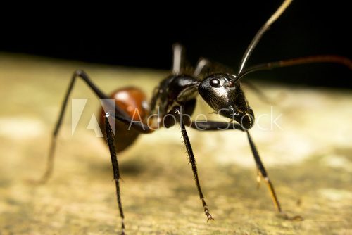 Macro of a tropical giant ant (Camponotus gigas)  Zwierzęta Fototapeta