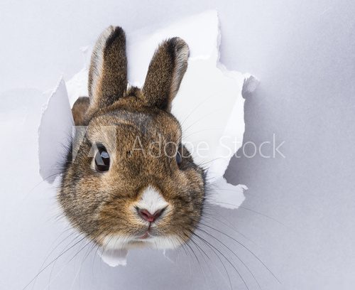 little rabbit looks through a hole in paper  Zwierzęta Fototapeta