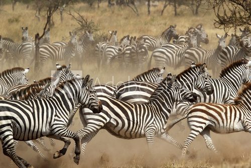 Herd of zebras gallopping  Zwierzęta Fototapeta