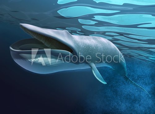 Whale under water swimming.  Zwierzęta Fototapeta