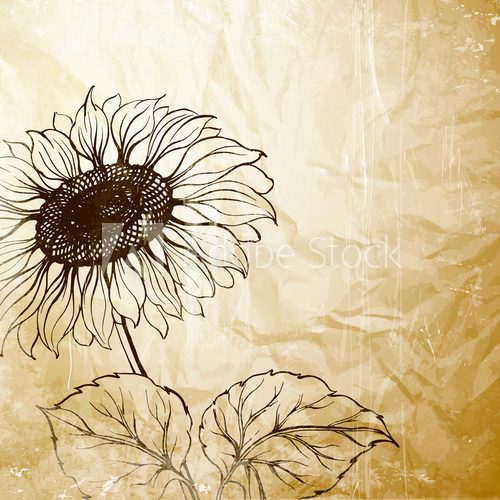 Słonecznik w sepii - ziarenko vintage Rysunki kwiatów Fototapeta