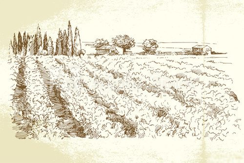 Hand drawn vineyard  Drawn Sketch Fototapeta