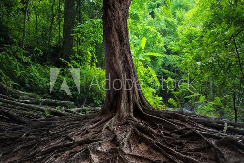 Old tree with big roots in green jungle forest  Las Fototapeta