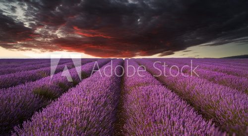 Beautiful lavender field landscape with dramatic sky  Prowansja Fototapeta