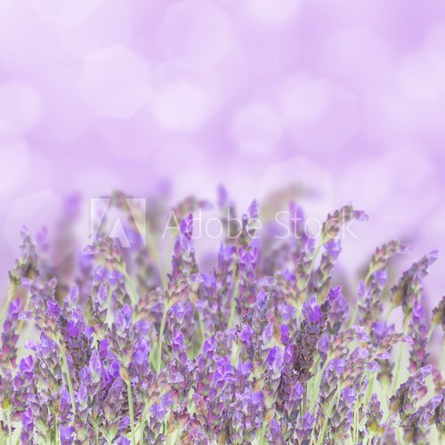 Lavender flowers on white  Prowansja Fototapeta