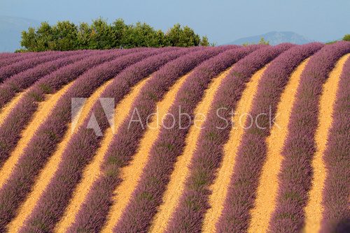 valensole provenza francia campi di lavanda fiorita  Prowansja Fototapeta