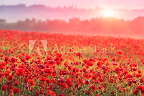 red poppy field in morning mist  Fototapety Maki Fototapeta