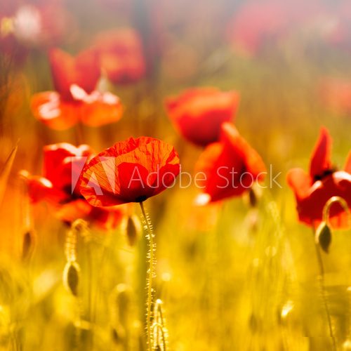 Field of beautiful red poppies  Fototapety Maki Fototapeta