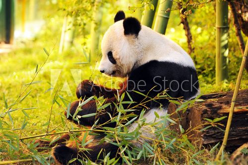 big panda sitting on the forest floor eating bamboo  Orientalne Fototapeta