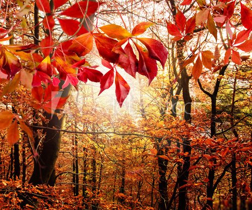 Herbst: Mystischer Wald  Las Fototapeta