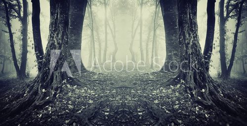 symmetrical photo of a secret passage in a mysterious forest fog  Las Fototapeta