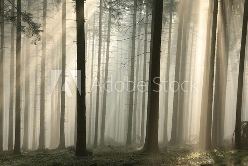 Sun rays pass through trees in a coniferous forest  Las Fototapeta