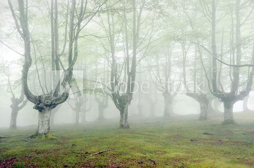 forest with fog and beautiful light  Las Fototapeta