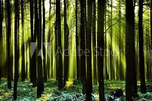 Magia drzew spowitych w cieniu Las Fototapeta