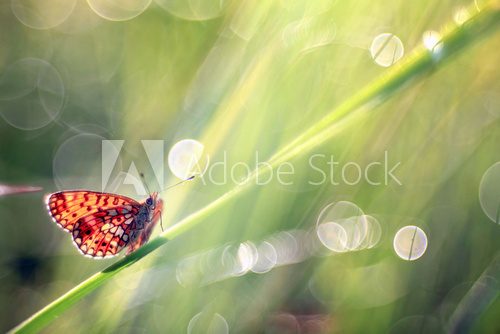 butterfly on a blade of grass dew freshness  Motyle Fototapeta