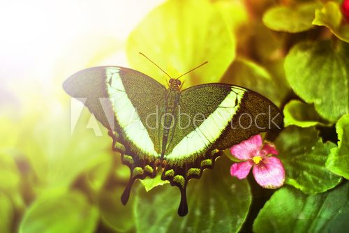 green butterfly  Motyle Fototapeta
