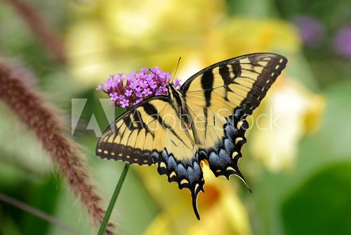 Eastern Tiger Swallowtail  Motyle Fototapeta