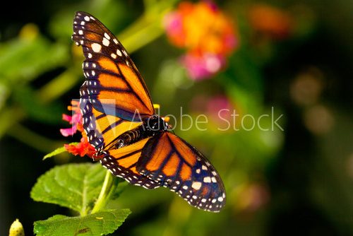Monarch Butterfly (danaus plexippus) feeeding on flowers  Motyle Fototapeta