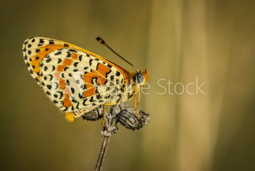 Licenide (Lycaenidae)  on uniform background  Motyle Fototapeta