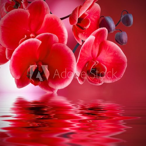 orquÃ­deas rojas con fondo y agua  Plakaty do Sypialni Plakat