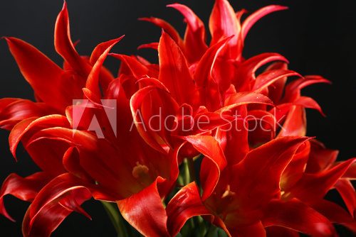 Beautiful red tulips on dark background  Plakaty do Sypialni Plakat