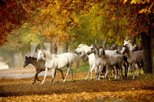 herd of horses on a rural road in autumn  Plakaty do Sypialni Plakat
