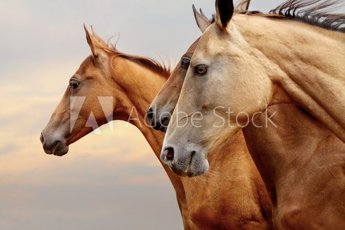 horses  Plakaty do Sypialni Plakat