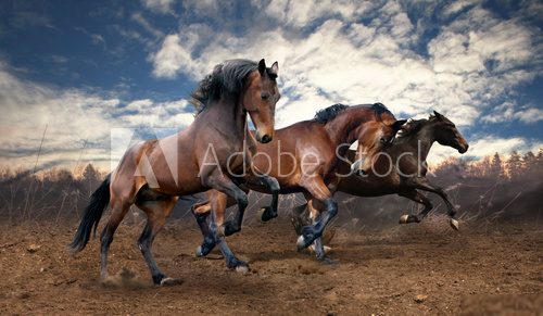 wild jump bay horses  Plakaty do Sypialni Plakat