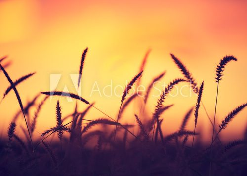 Źdźbła trawy w zachodzącym słońcu Fototapety do Sypialni Fototapeta